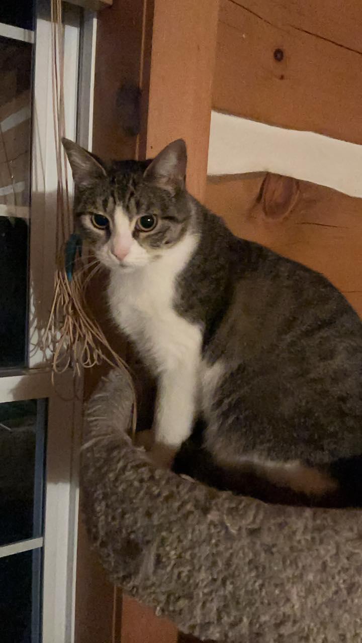 Paisley, a ADOPTABLE Domestic Short Hair in Spencerville, ON image 1/4
