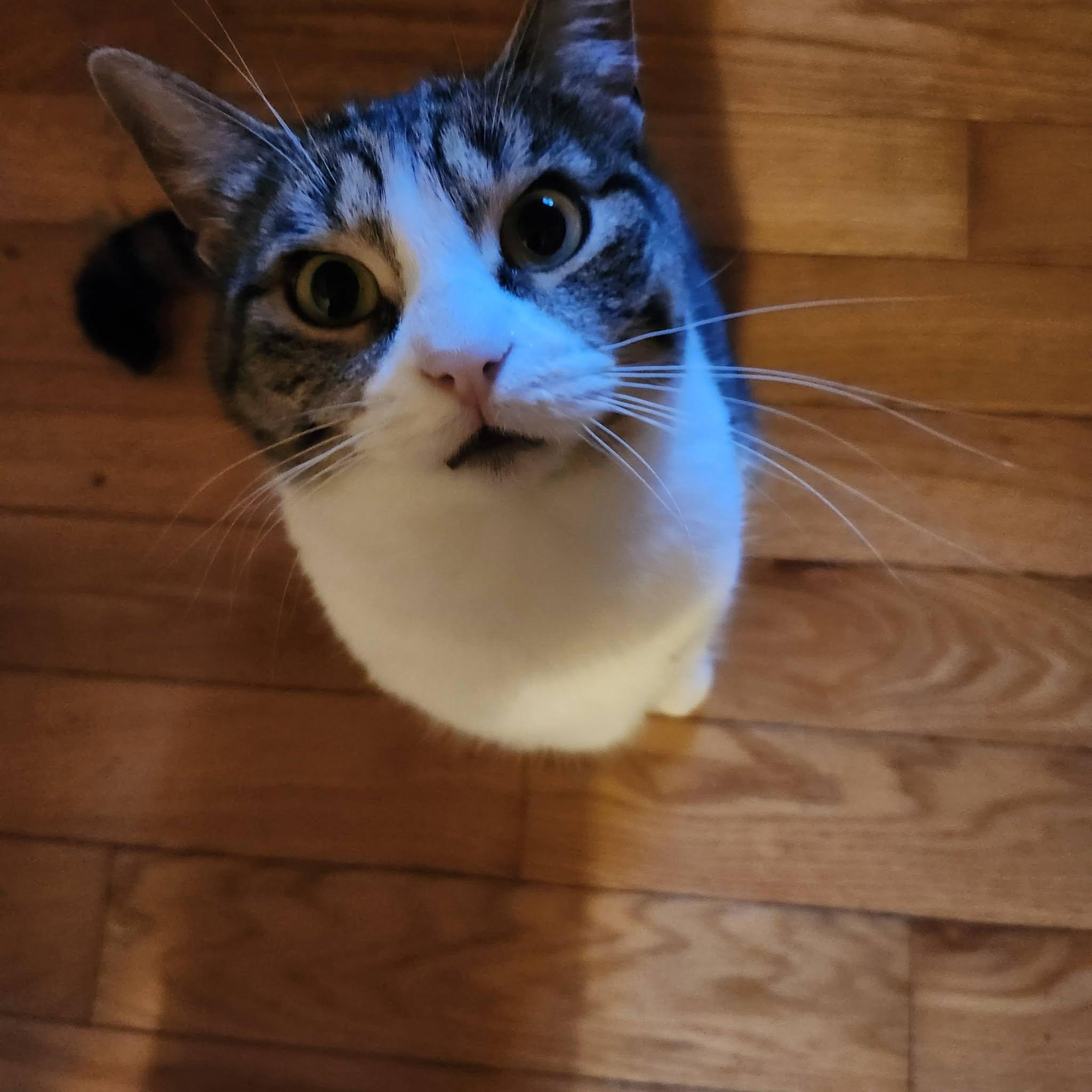 Enlarge Paisley, a Adoptable Domestic Short Hair in Spencerville, ON image 1/6