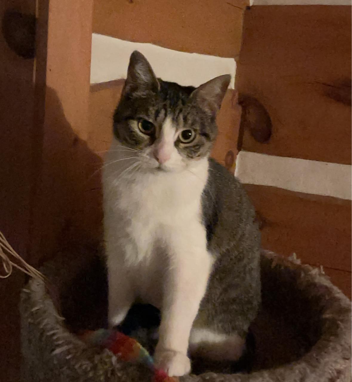 Paisley, a ADOPTABLE Domestic Short Hair in Spencerville, ON image 2/4