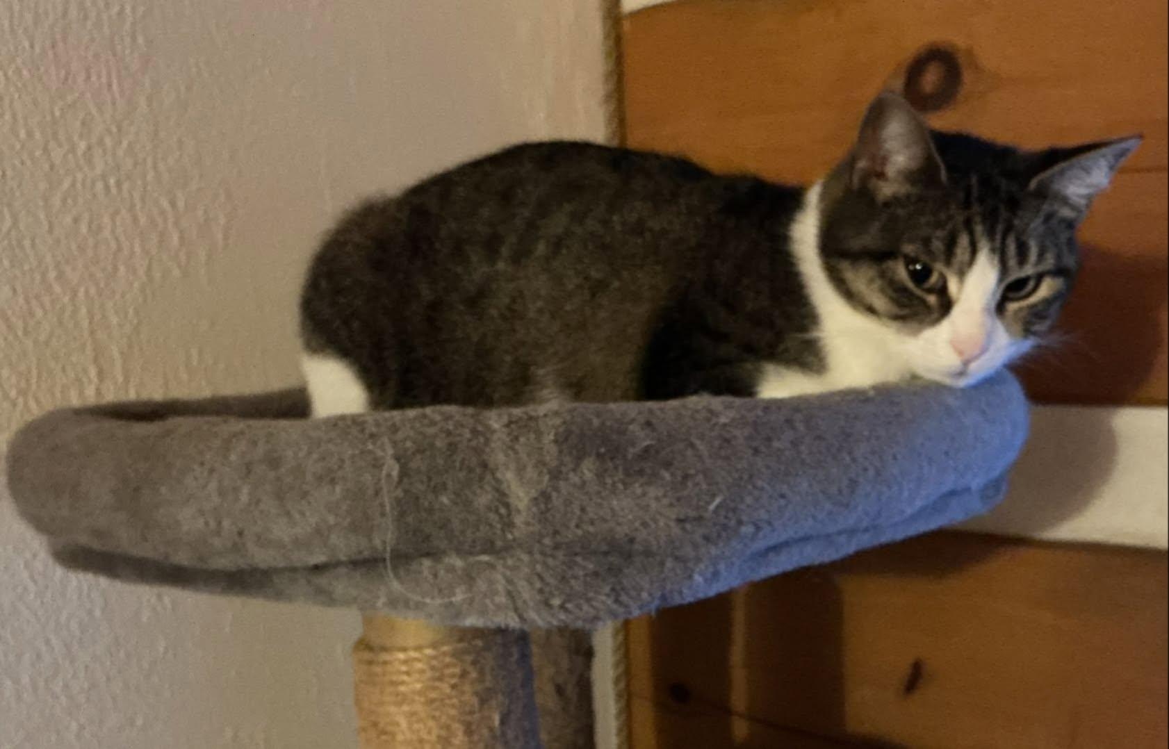 Enlarge Paisley, a Adoptable Domestic Short Hair in Spencerville, ON image 5/6