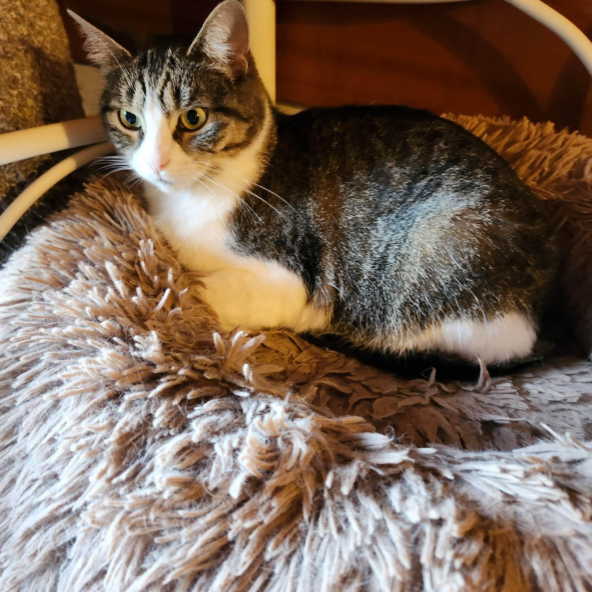 Enlarge Paisley, a Adoptable Domestic Short Hair in Spencerville, ON image 6/6