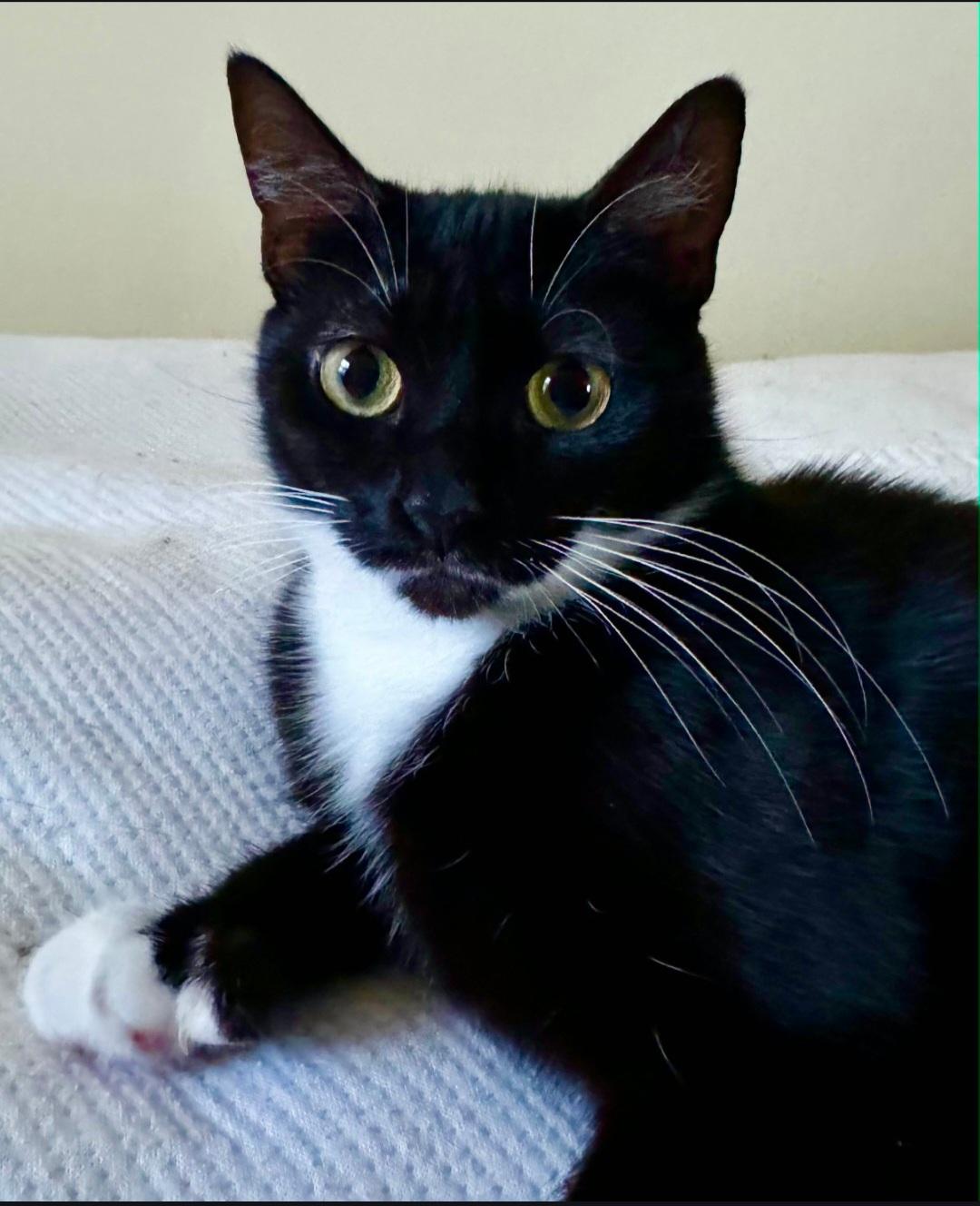 Celine, a ADOPTABLE mixed breed in Glastonbury, CT image 4/4