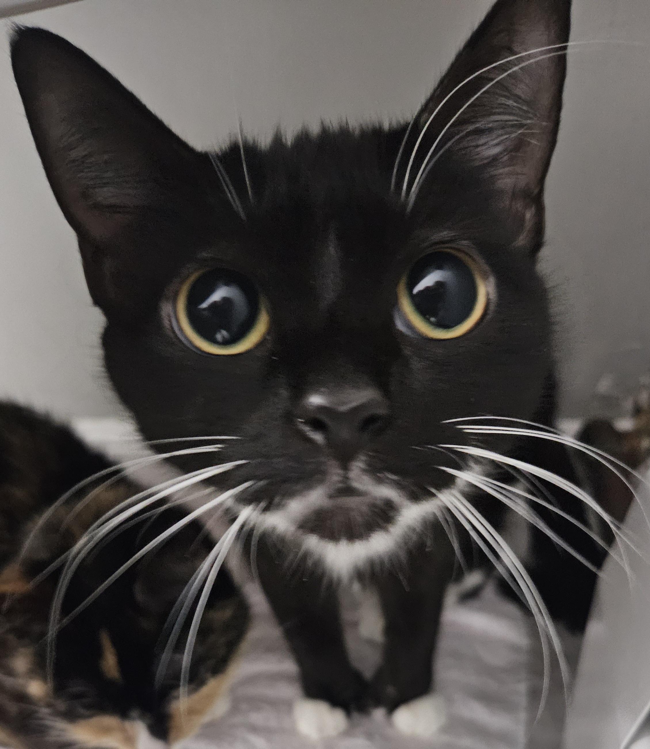 Celine, a ADOPTABLE mixed breed in Glastonbury, CT image 1/4