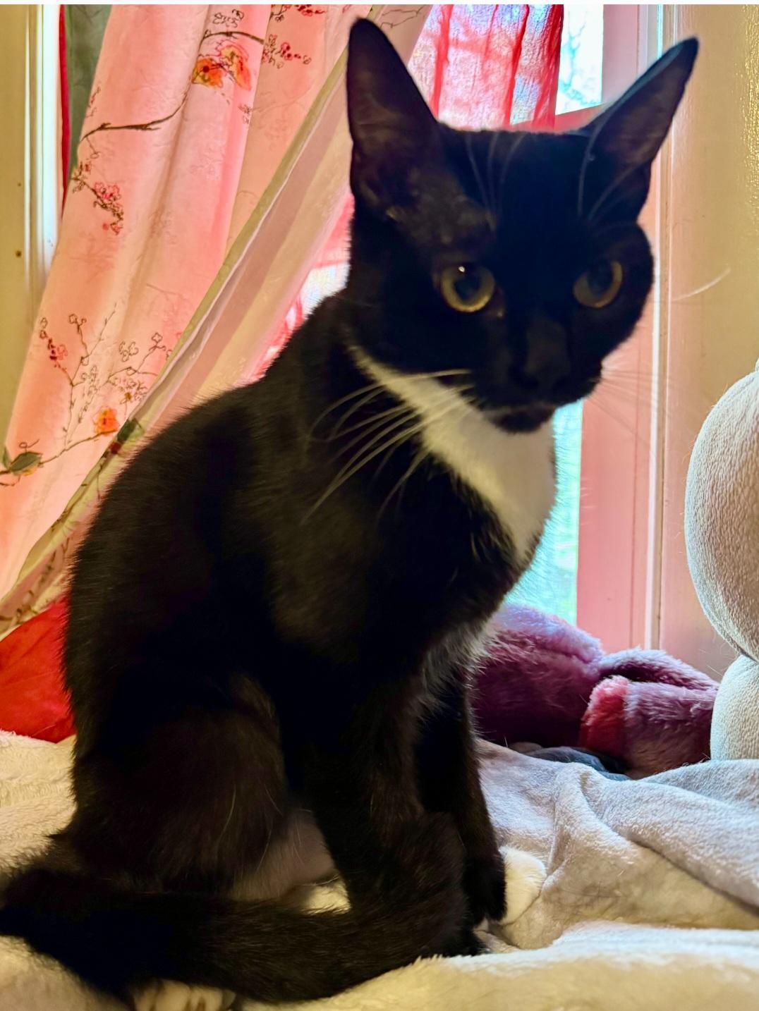 Celine, a ADOPTABLE mixed breed in Glastonbury, CT image 2/4