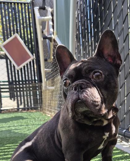 Scott Budman, Adoptable, Adult Male French Bulldog & Mixed Breed.