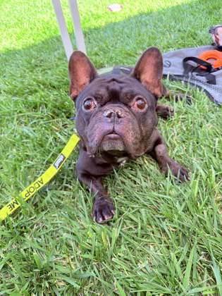 Scott Budman, a Adoptable mixed breed in Pleasanton, CA image 3/3