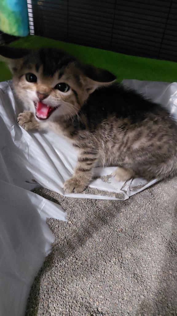 Mowgli, Adoptable, Kitten Male Domestic Short Hair.