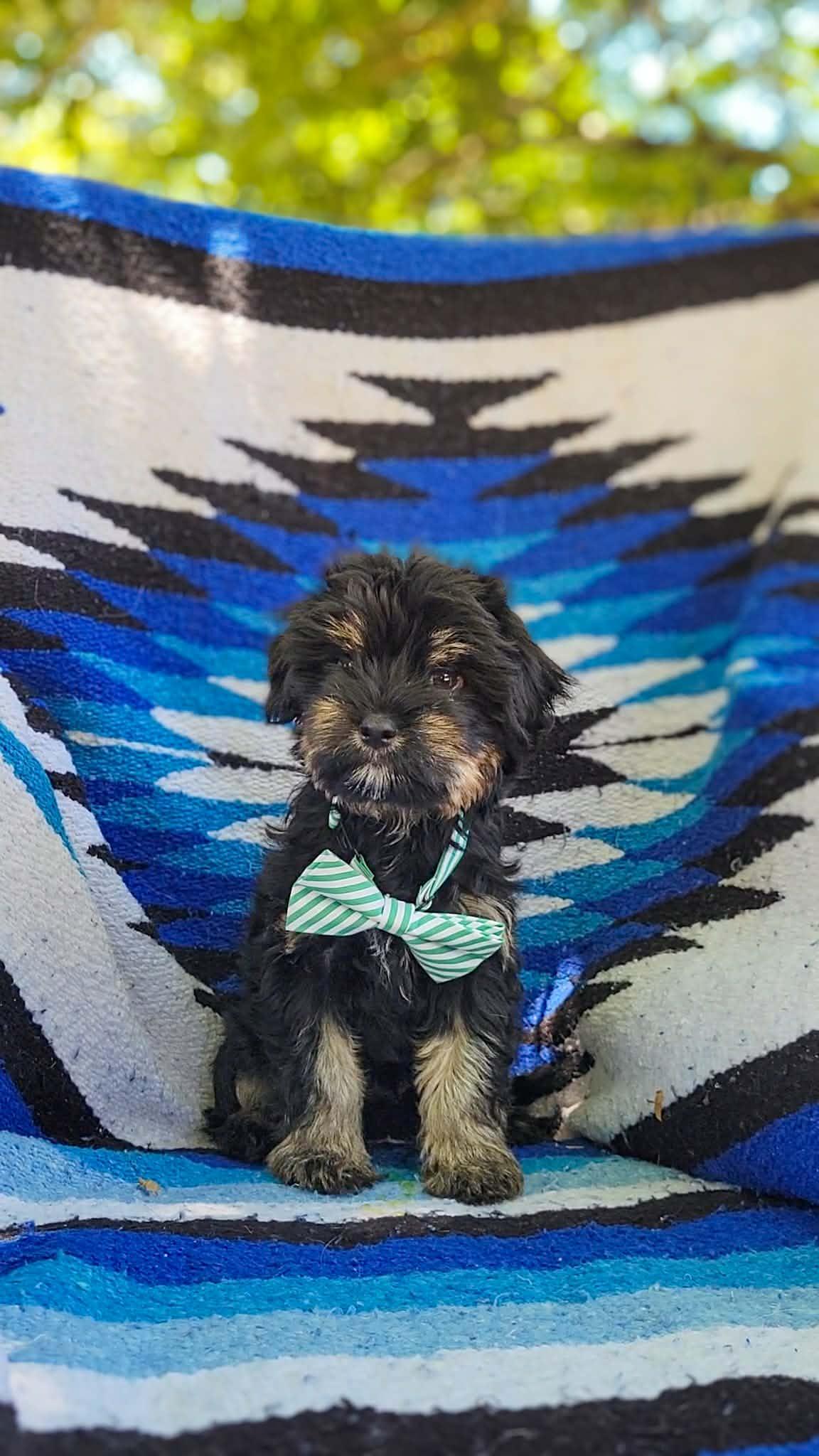 Huckleberry, adopted, Puppy Male Maltese & Yorkshire Terrier.