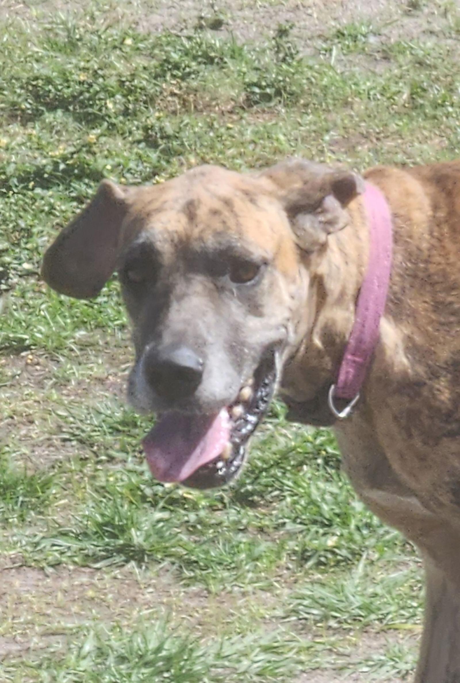 Enlarge Paxil, a Adoptable Great Dane in Jupiter, FL image 2/2