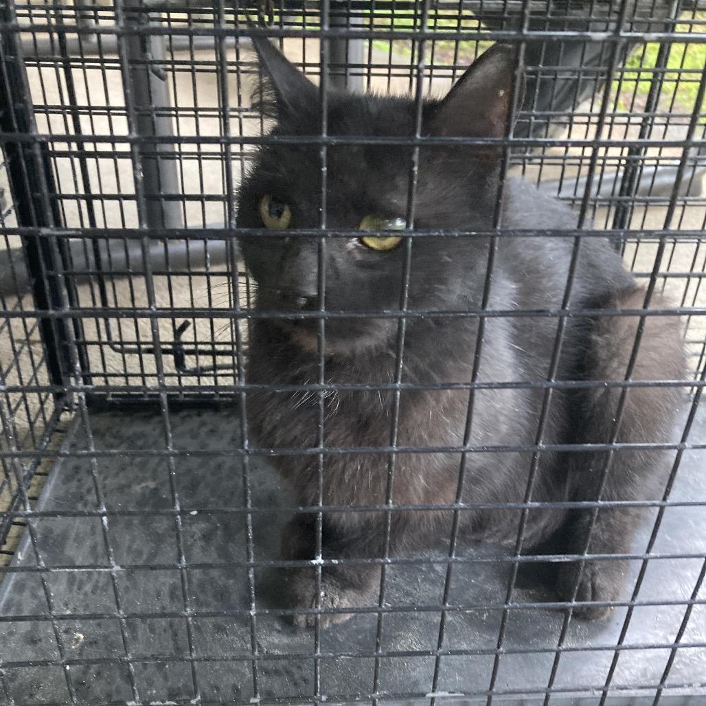 Zari (COH-A-67262), Adoptable, Adult Female Domestic Short Hair.