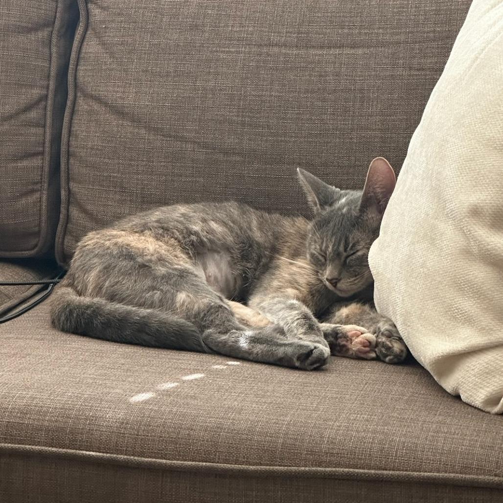 Cinnamon Roll — thumbnail 2