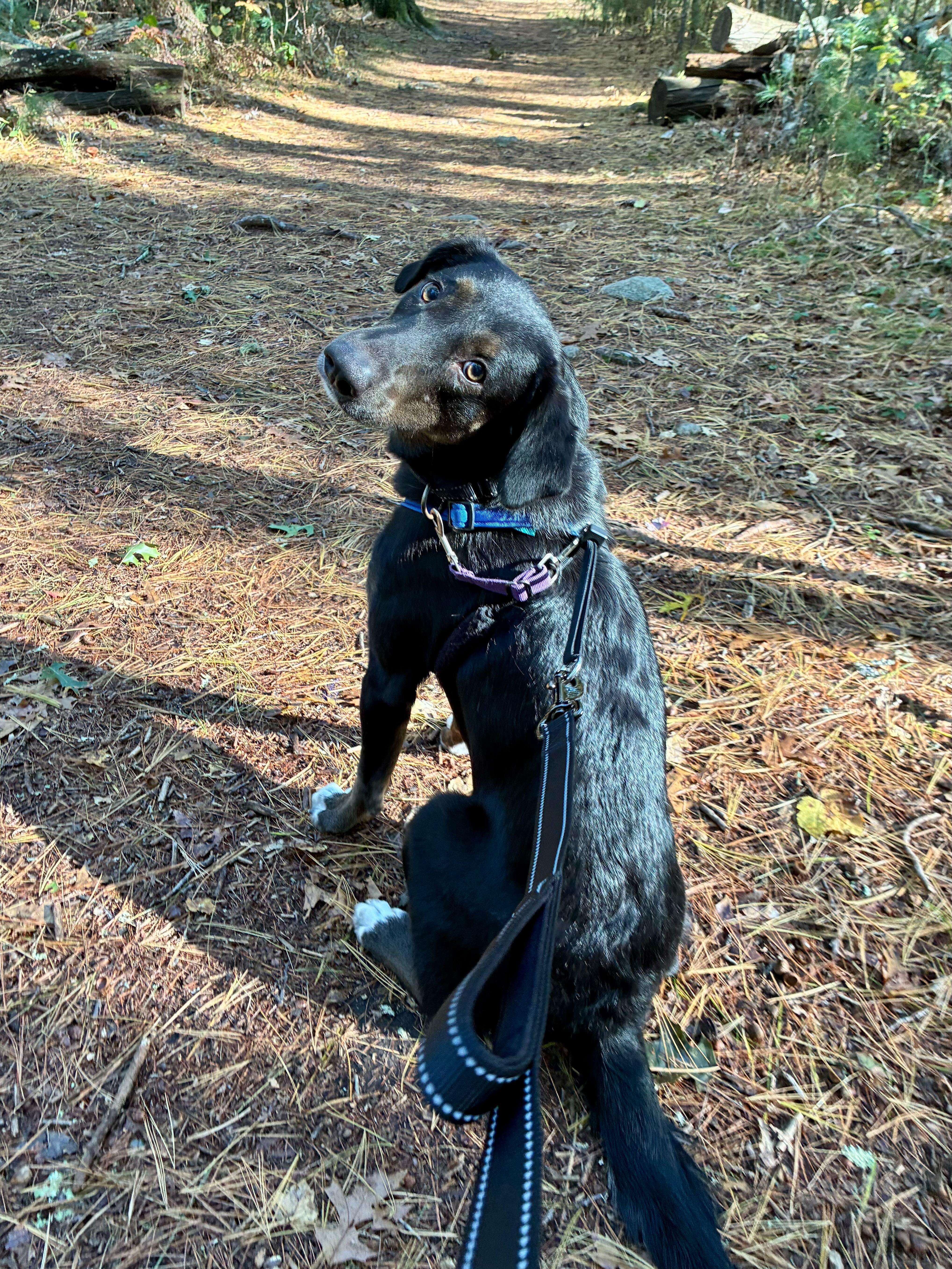Enlarge Elmer, an adopted mixed breed in New Bedford, MA image 1/5