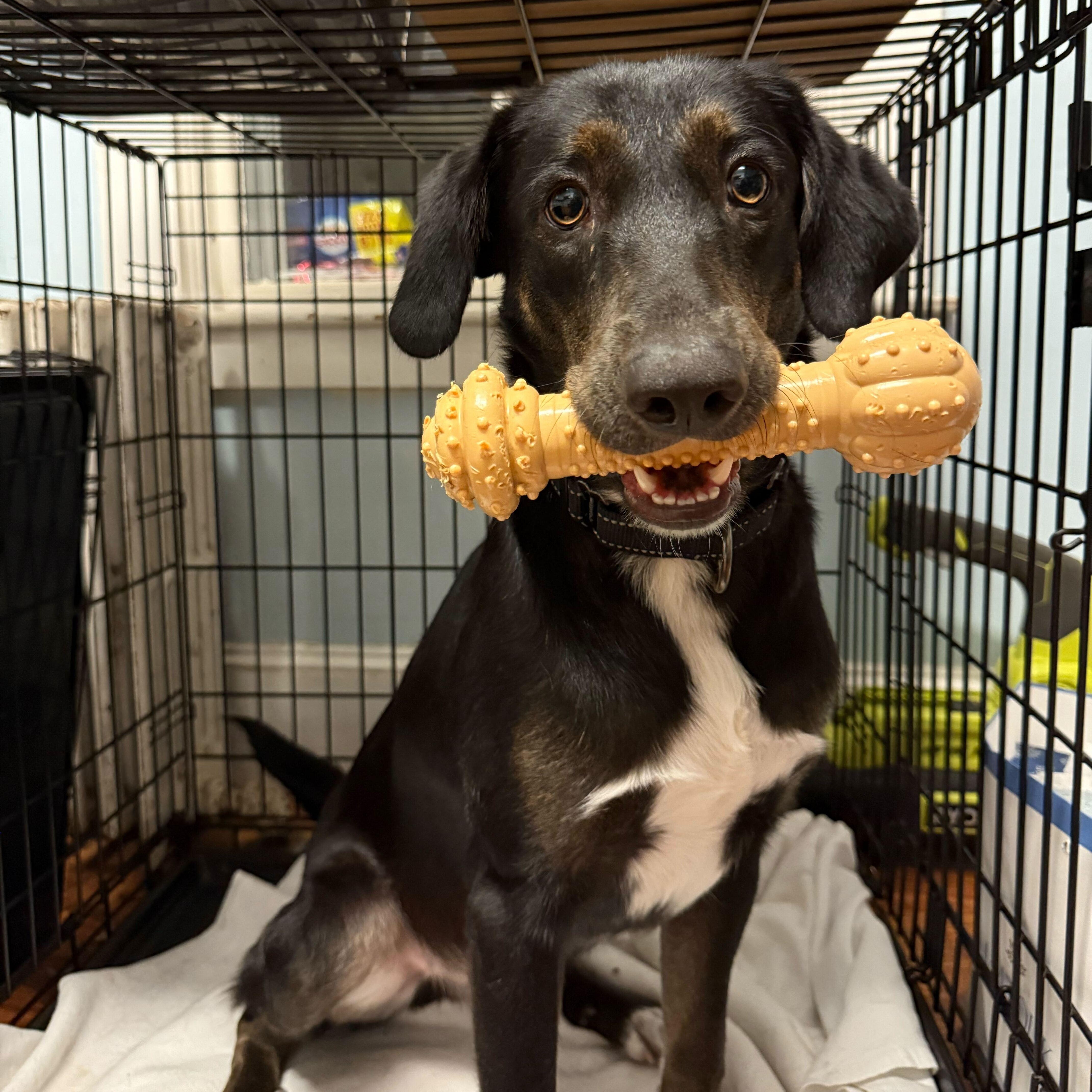 Enlarge Elmer, an adopted mixed breed in New Bedford, MA image 5/5
