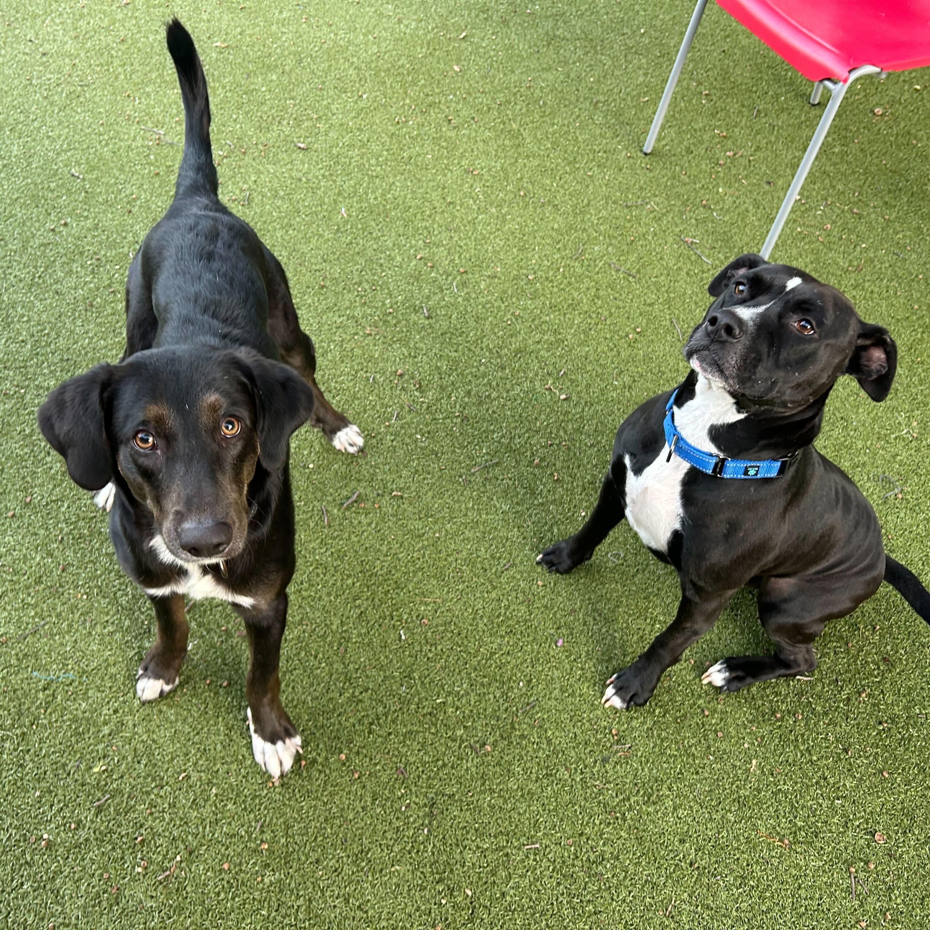 Enlarge Elmer, an adopted mixed breed in New Bedford, MA image 3/5