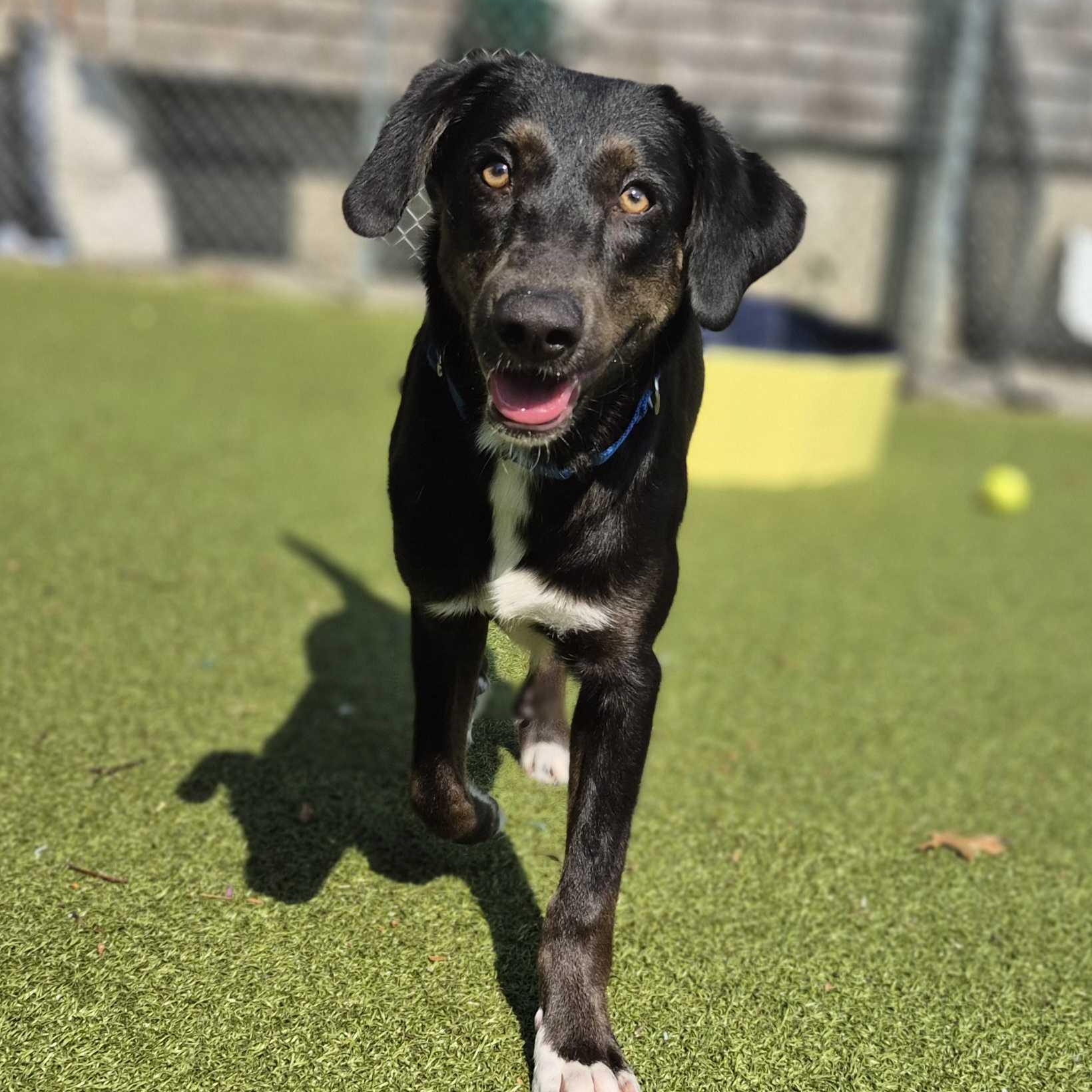 Enlarge Elmer, an adopted mixed breed in New Bedford, MA image 4/5