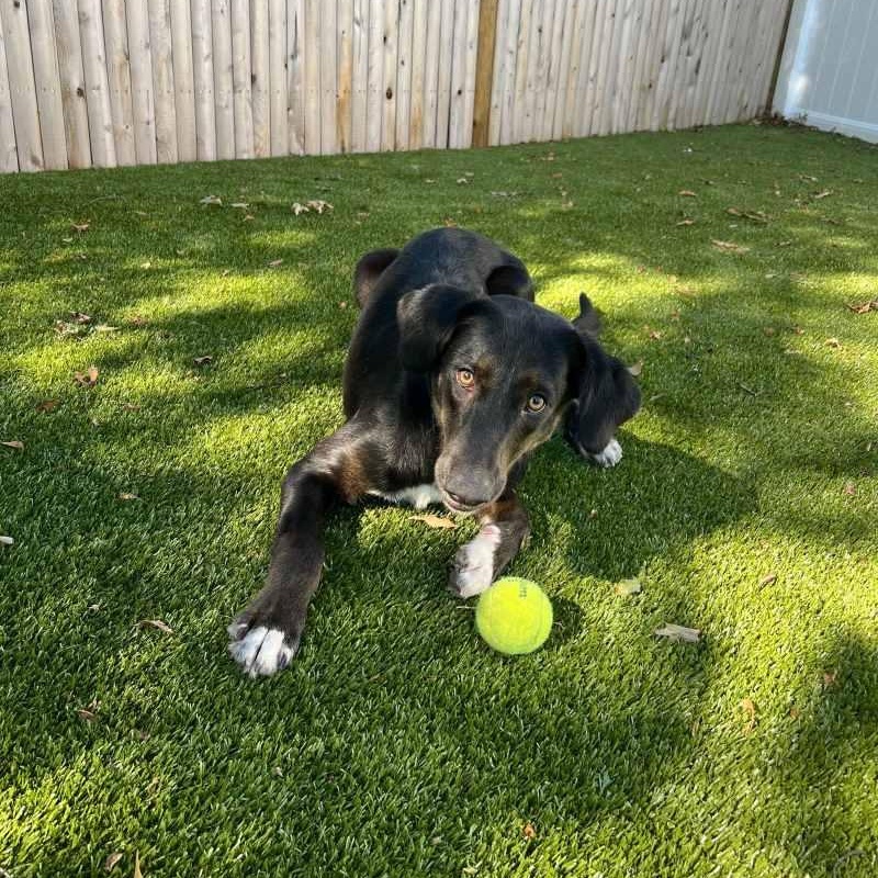 Enlarge Elmer, an adopted mixed breed in New Bedford, MA image 2/5