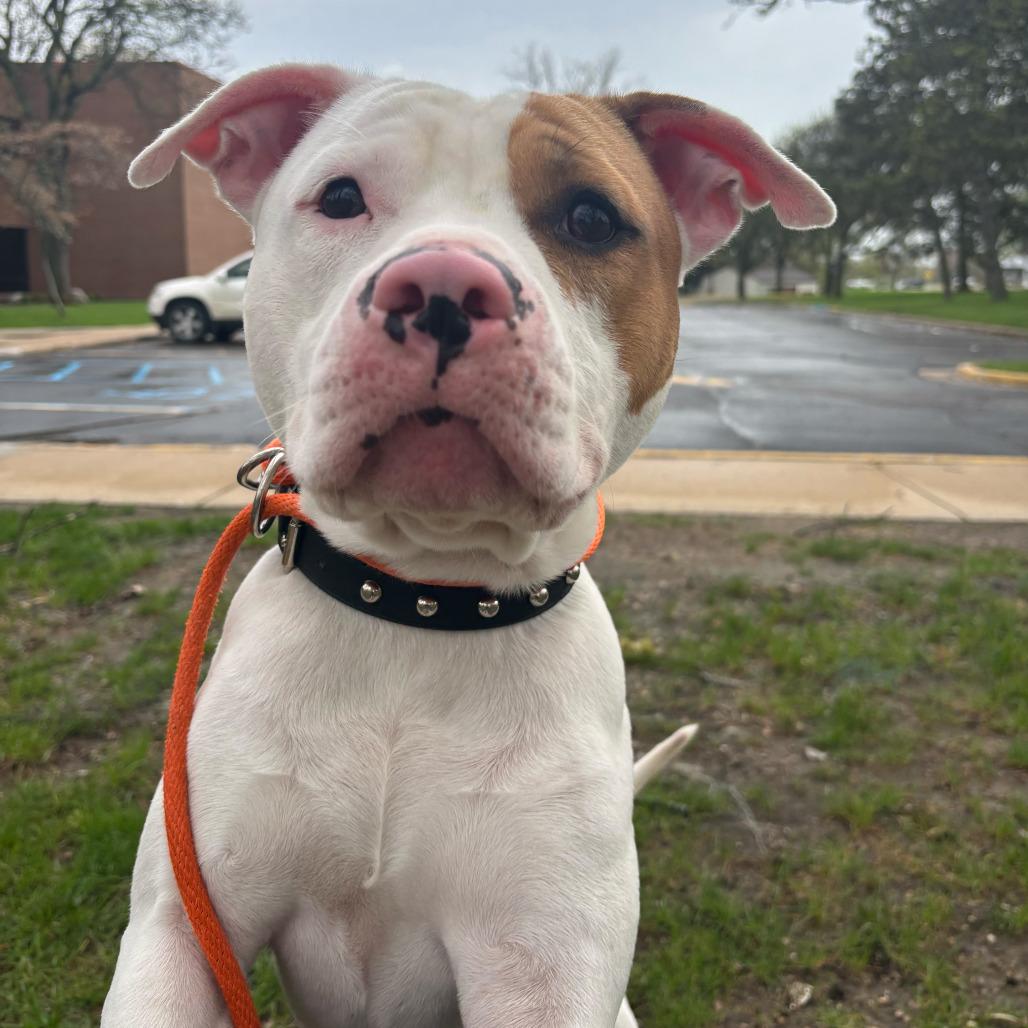 Cliff, Adoptable, Young Male American Staffordshire Terrier.