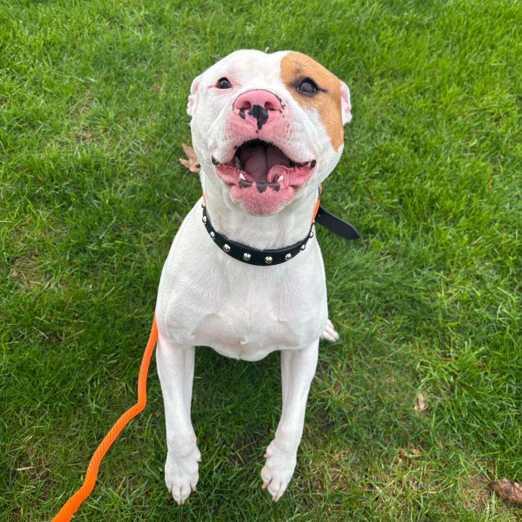 Enlarge Cliff, a Adoptable American Staffordshire Terrier in Grand Rapids, MI image 2/2