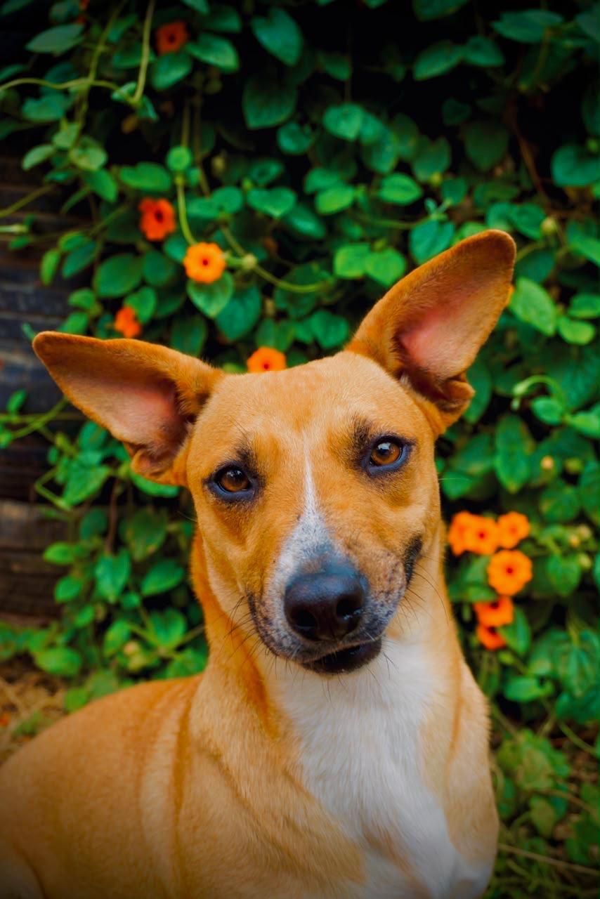 Halle, a Adoptable mixed breed in San Diego, CA image 3/5