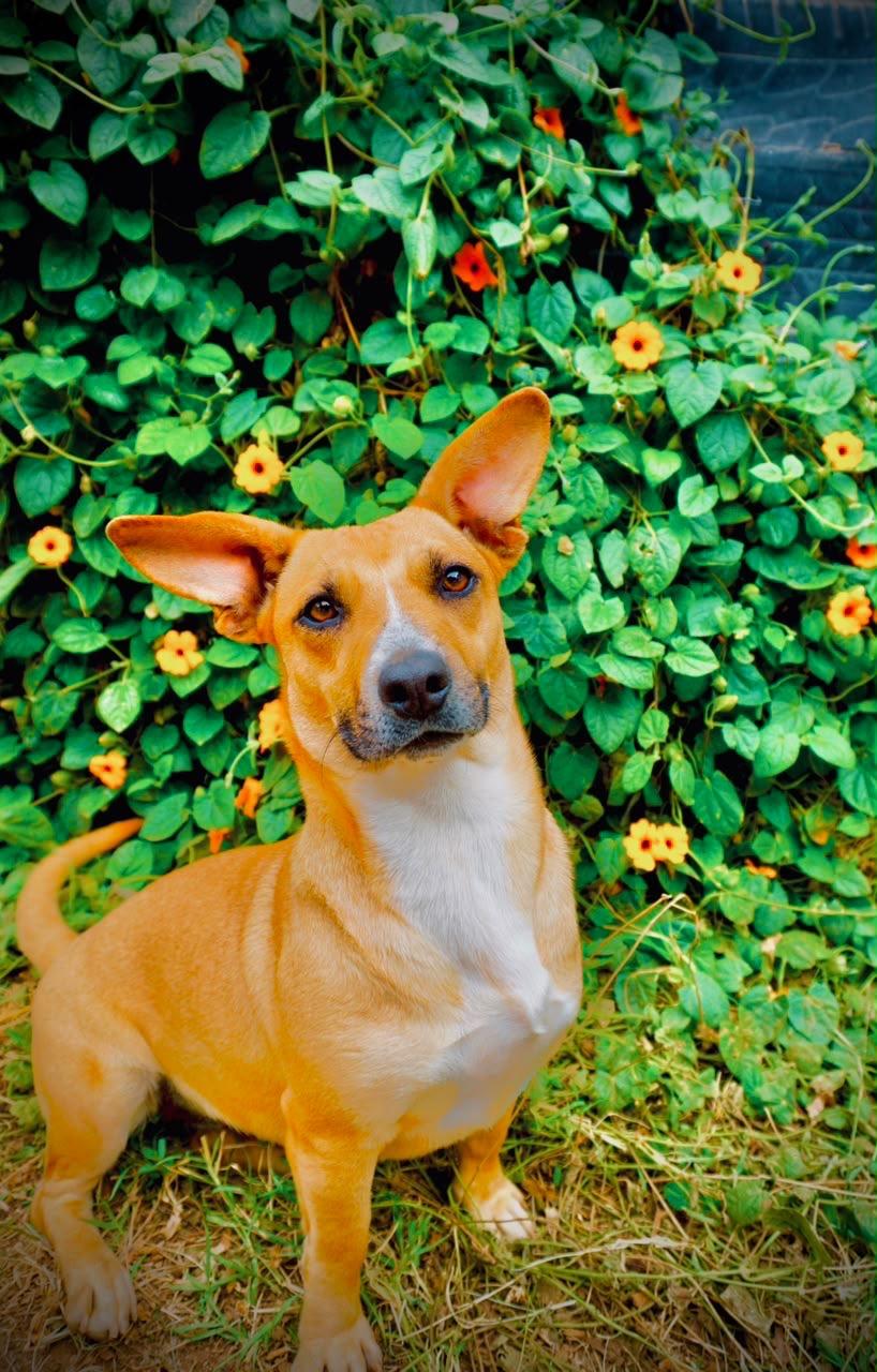 Halle, a Adoptable mixed breed in San Diego, CA image 5/5