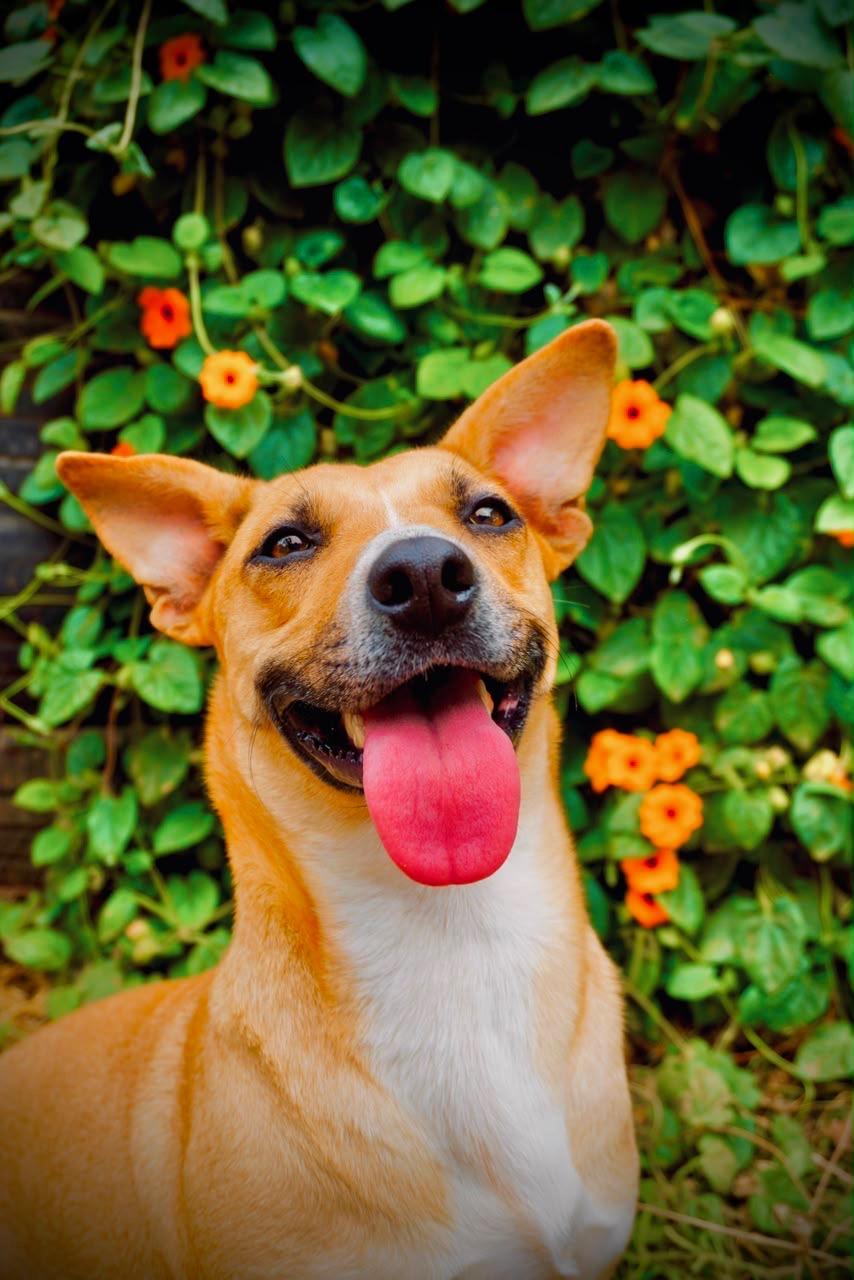 Halle, a Adoptable mixed breed in San Diego, CA image 4/5