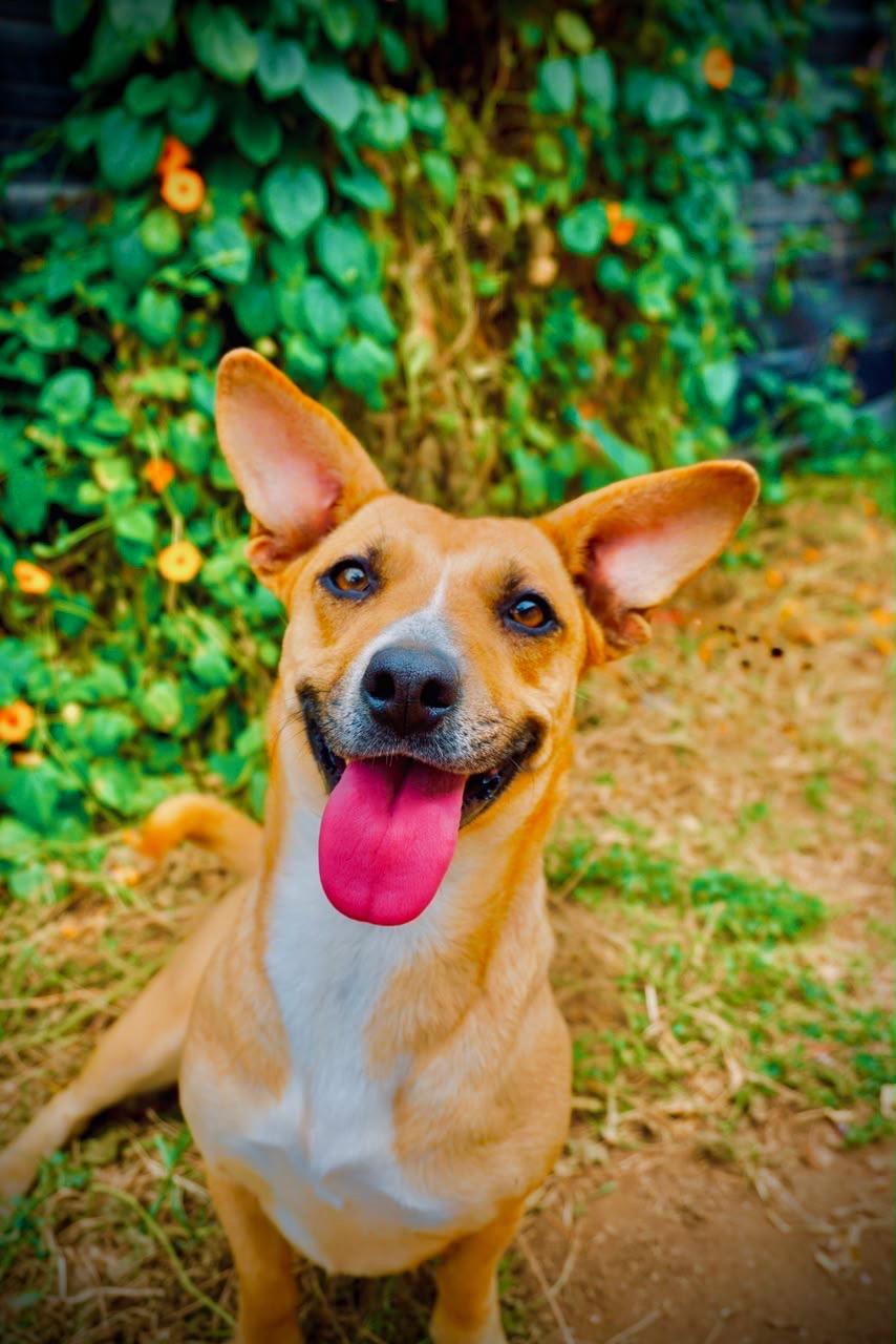 Halle, Adoptable, Young Female Corgi & Beagle.