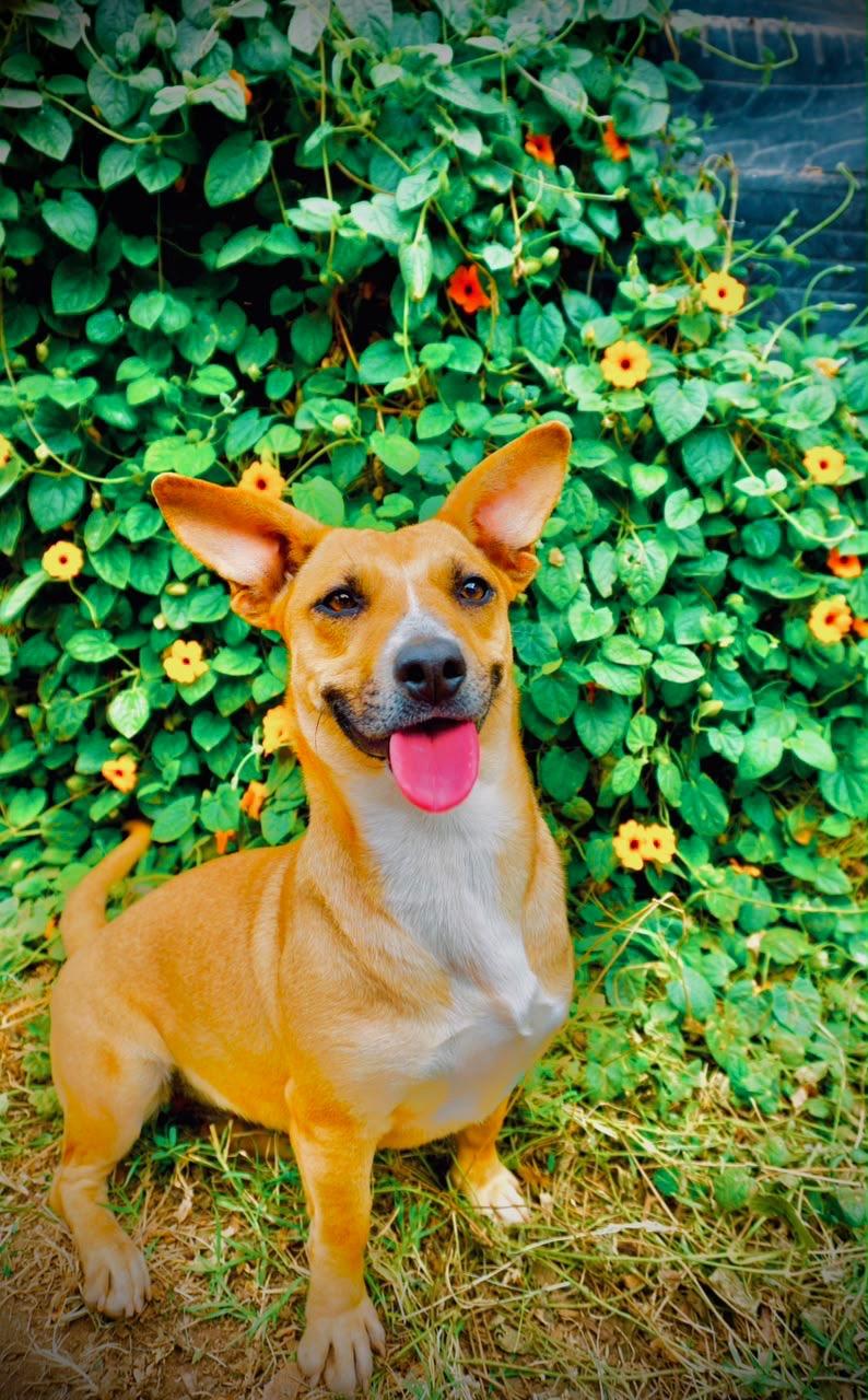 Halle, a Adoptable mixed breed in San Diego, CA image 2/5