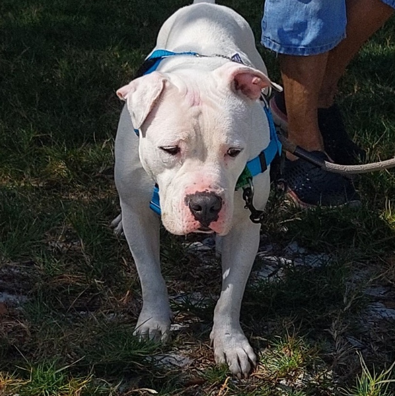 Dottie 2