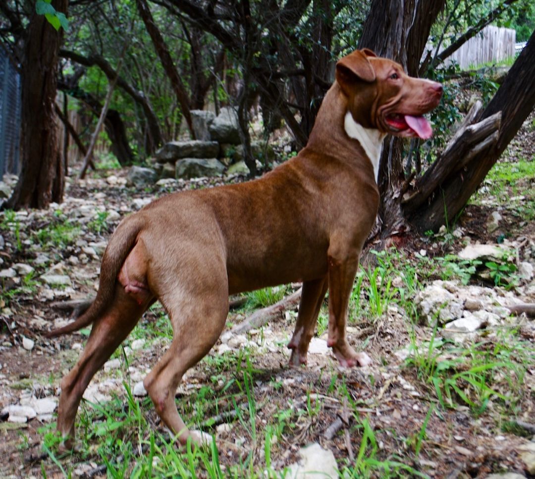 Elsa, a Adoptable mixed breed in Lago Vista, TX image 5/6