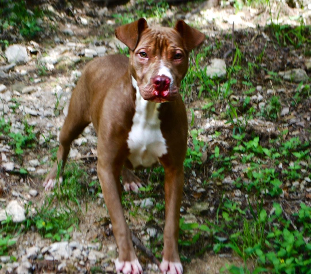 Elsa, Adoptable, Puppy Female American Bully & Shar-Pei.