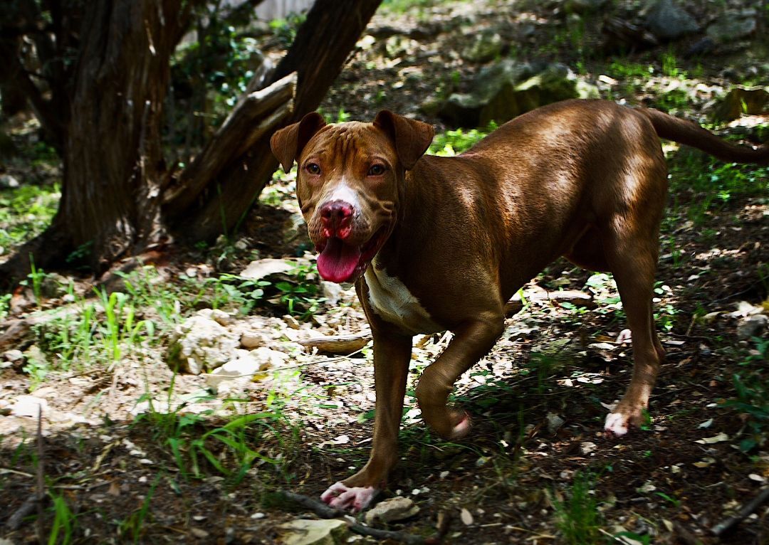 Elsa, a Adoptable mixed breed in Lago Vista, TX image 6/6