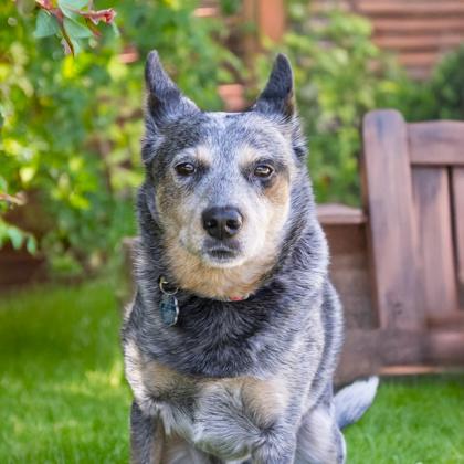 Angel (Bonded to Scarlett Jo)