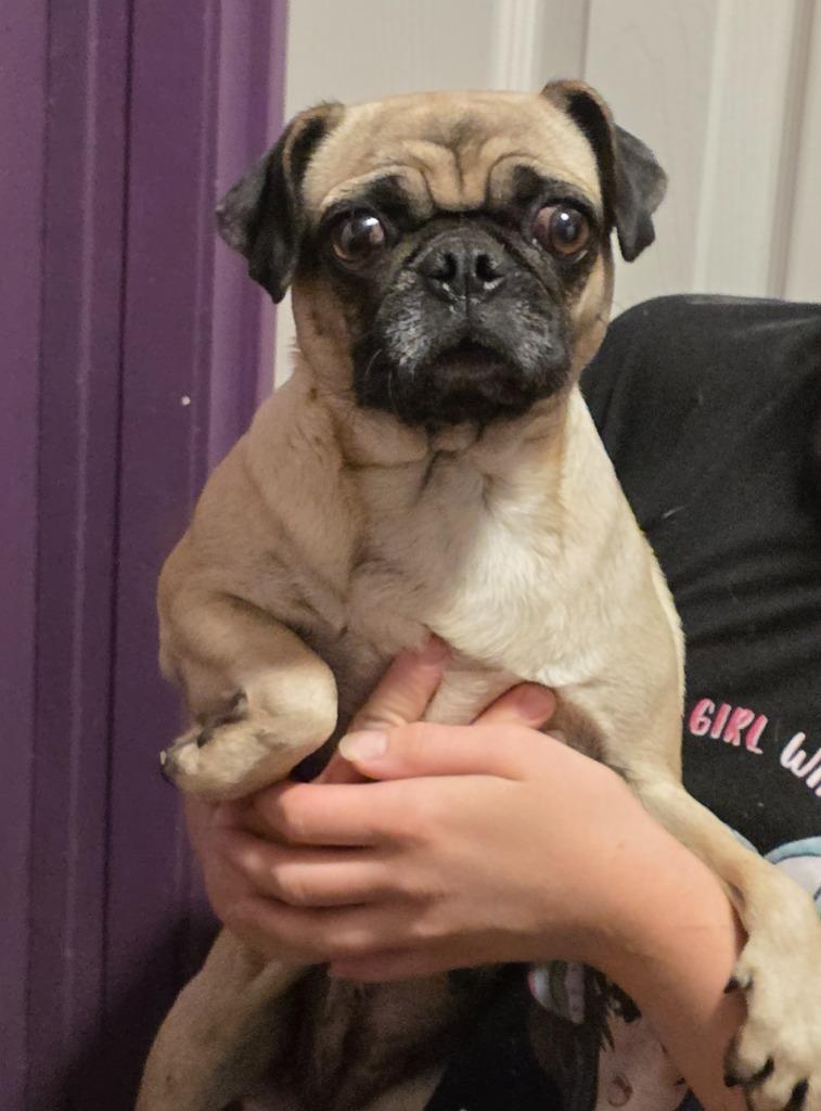 Enlarge Blossom, a Adoptable mixed breed in Fort Stockton, TX image 1/1