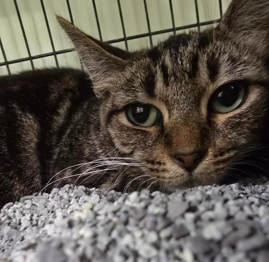 Enlarge Chomp, a Adoptable mixed breed in Auburn, IN image 1/1