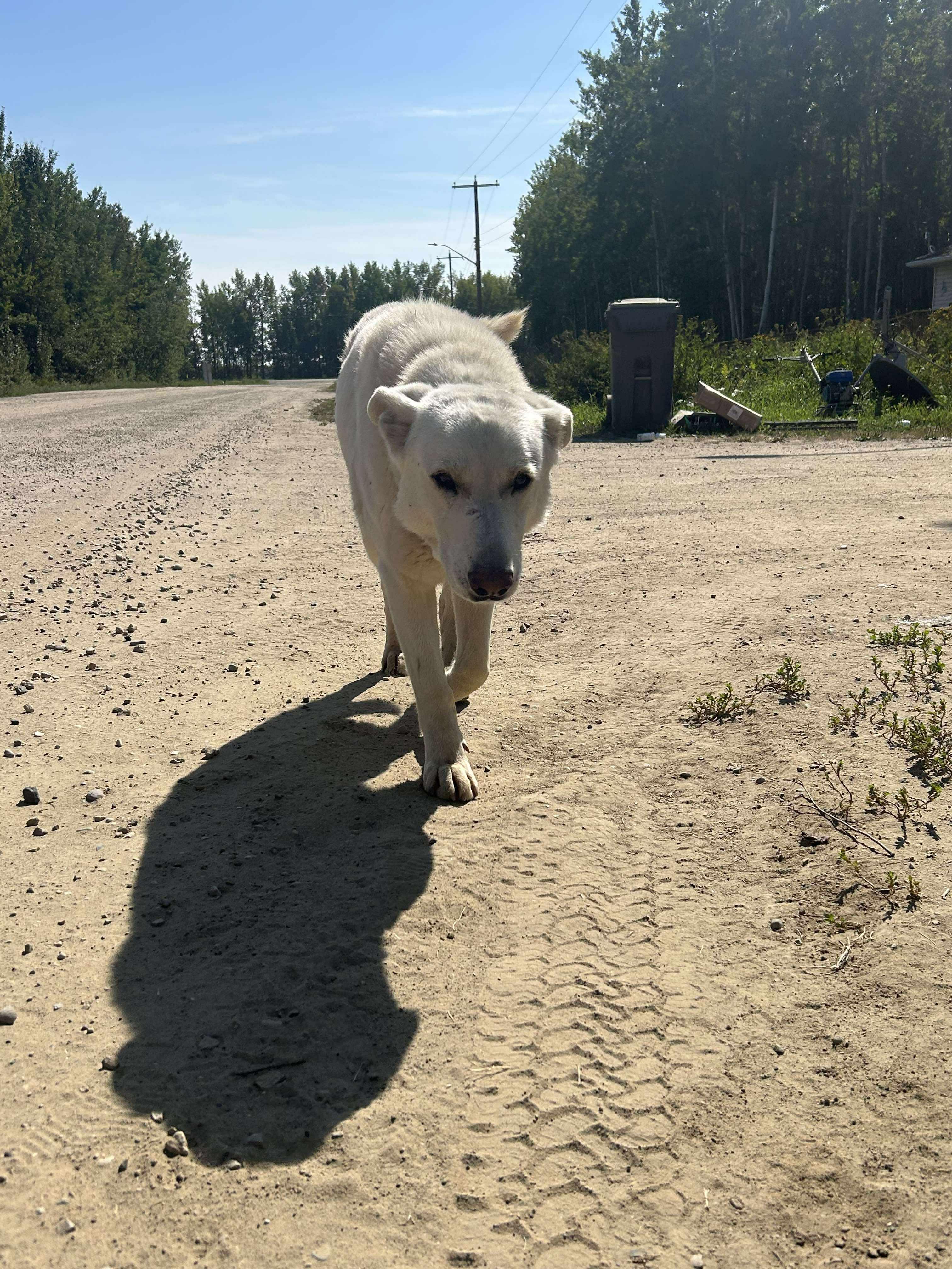 Timber, an adoptable Great Pyrenees in Edmonton, AB, T5Y 3N6 | Photo Image 3