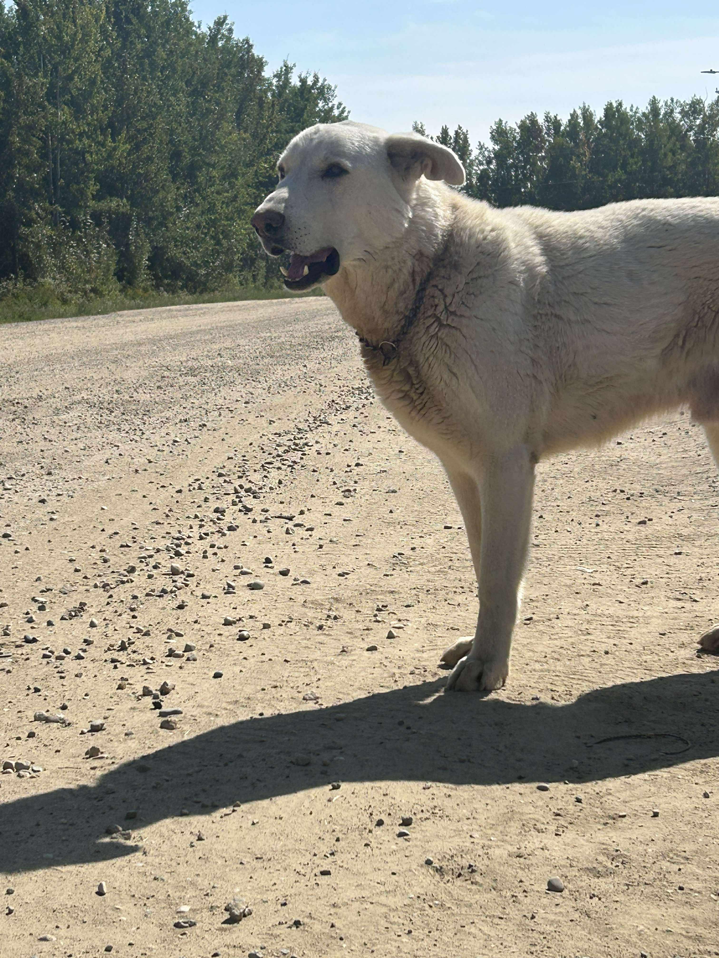 Timber