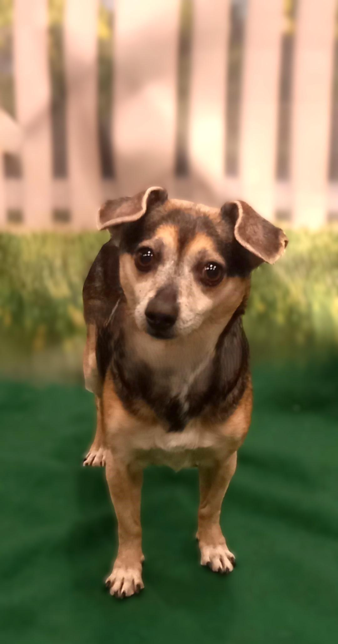 Molly, a ADOPTABLE Chiweenie in Bridgeton, MO image 4/5