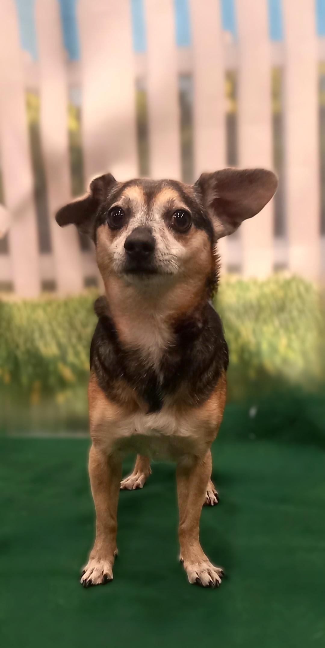 Molly, a ADOPTABLE Chiweenie in Bridgeton, MO image 5/5