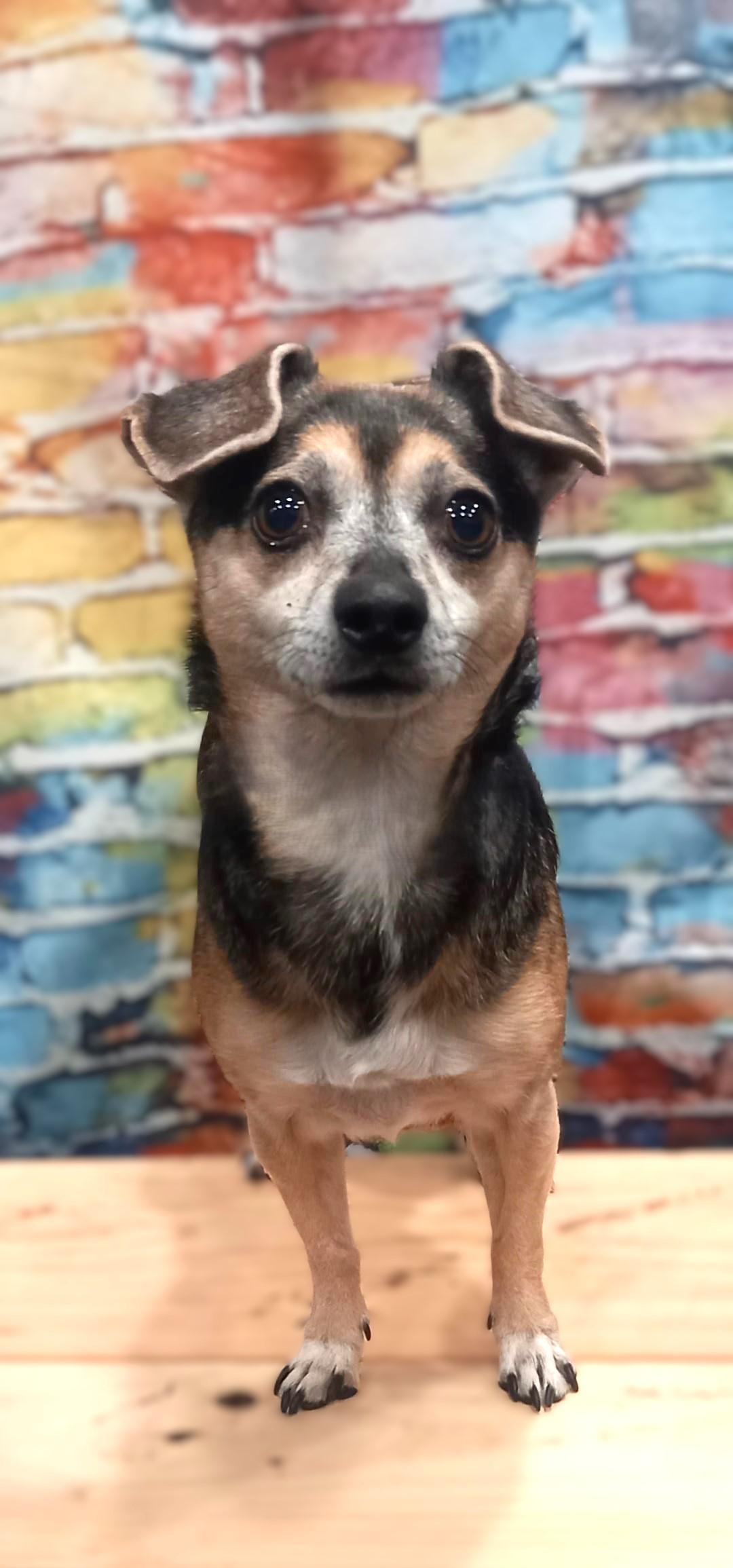 Molly, a ADOPTABLE Chiweenie in Bridgeton, MO image 2/5