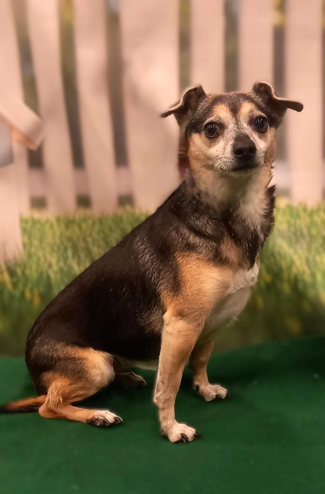 Molly, a ADOPTABLE Chiweenie in Bridgeton, MO image 3/5