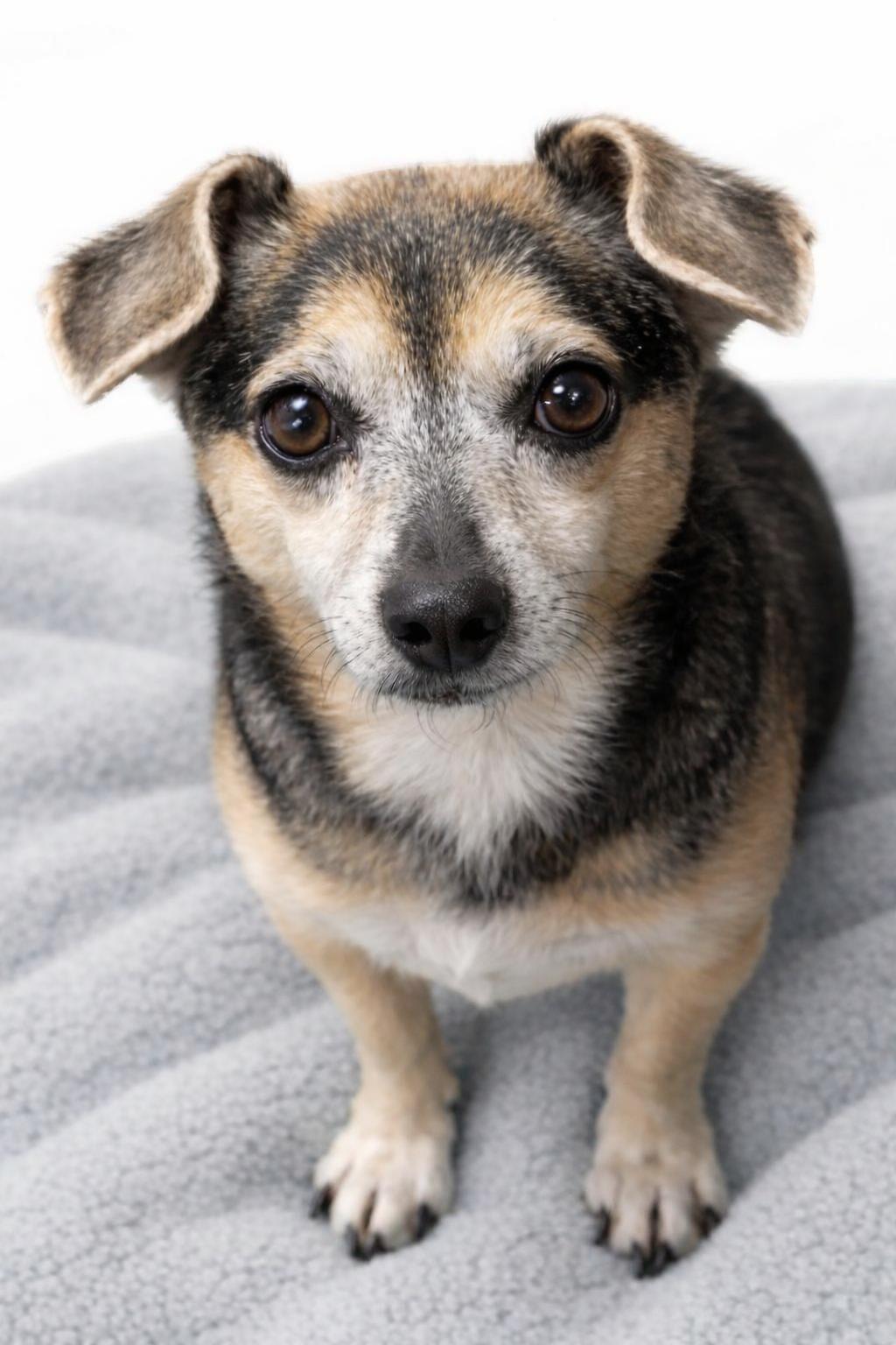 Molly, a ADOPTABLE Chiweenie in Bridgeton, MO image 1/5