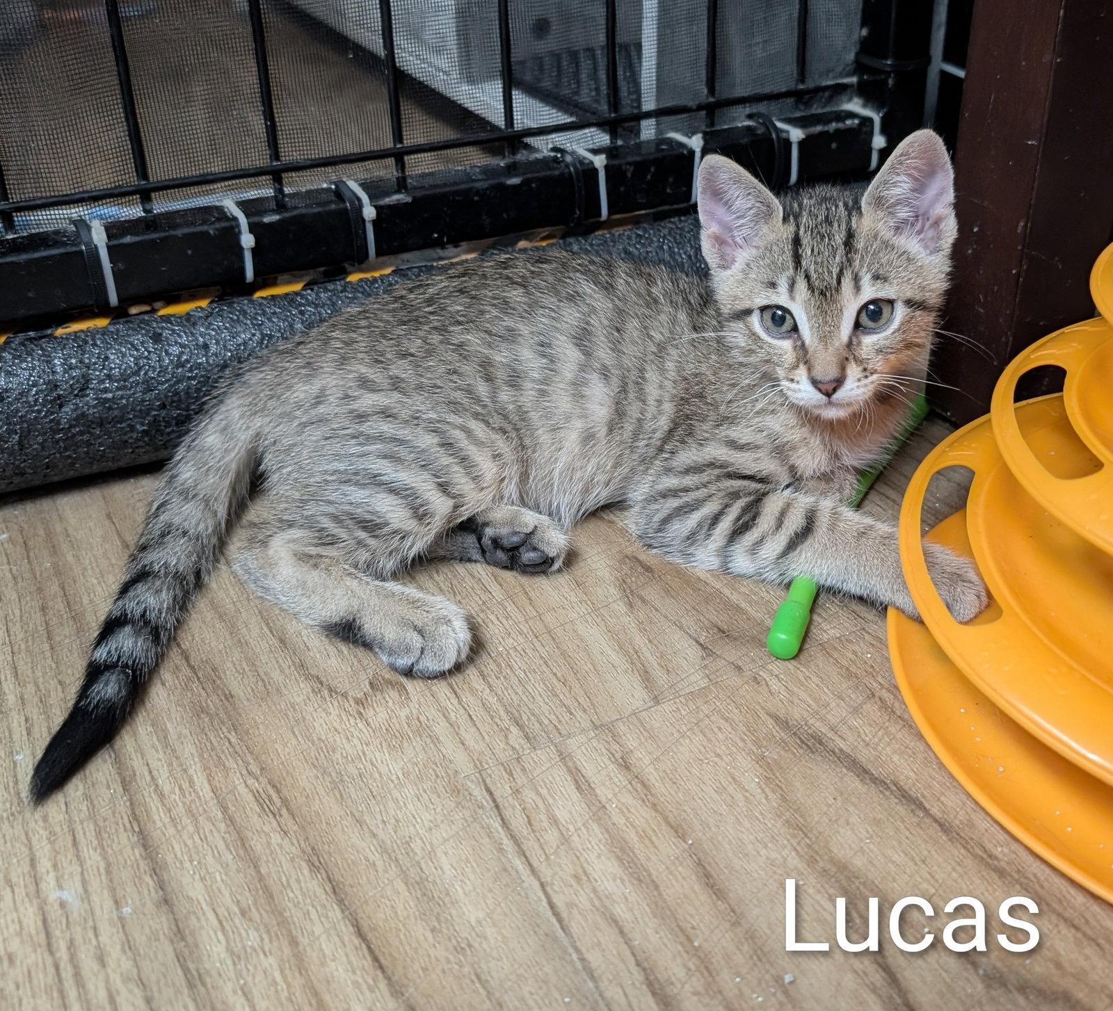 Lucas 5.23.26, Adoptable, Kitten Male Domestic Short Hair.