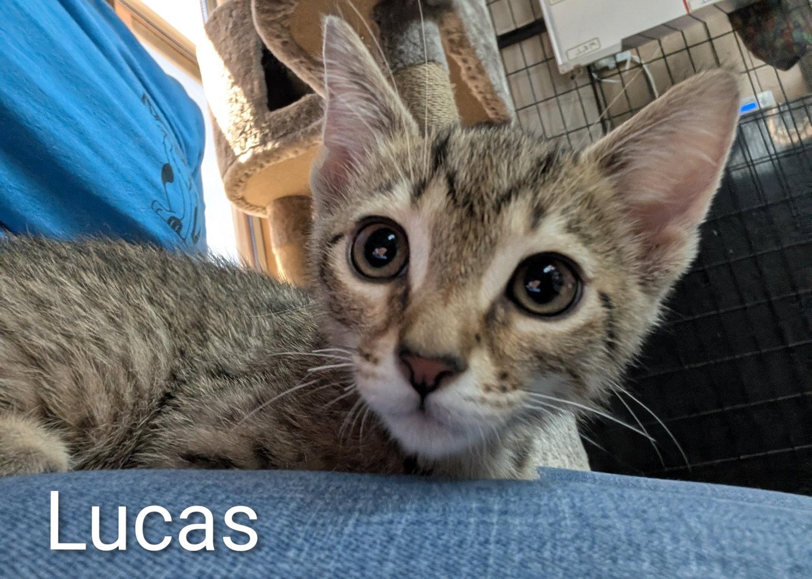 Lucas 5.23.26, a Adoptable Domestic Short Hair in Apopka, FL image 2/3