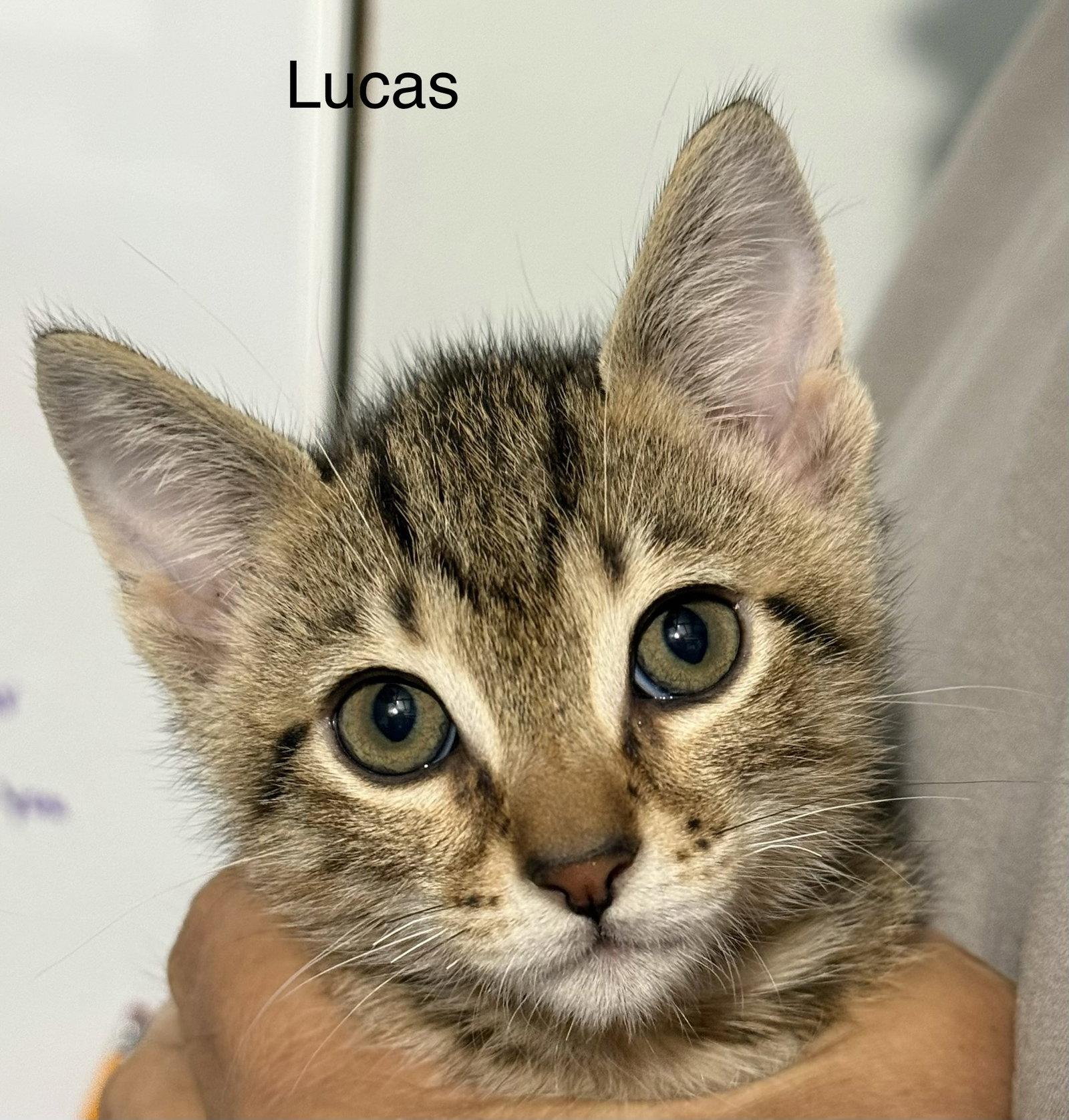 Lucas 5.23.26, a Adoptable Domestic Short Hair in Apopka, FL image 3/3