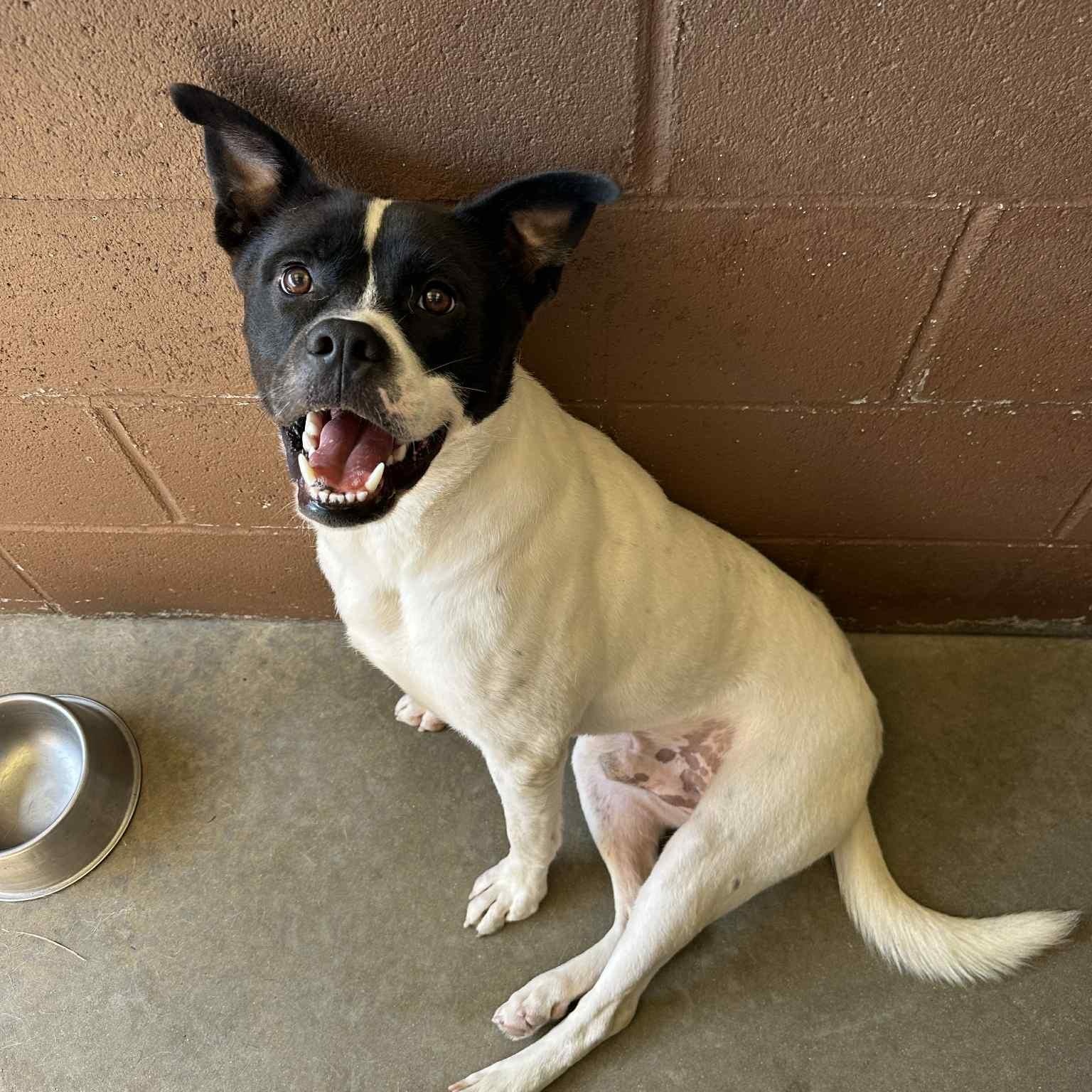 Oswald (Ozzie), everyone loves this chill very affectionate boy!, a Adoptable mixed breed in Virginia Beach, VA image 3/6