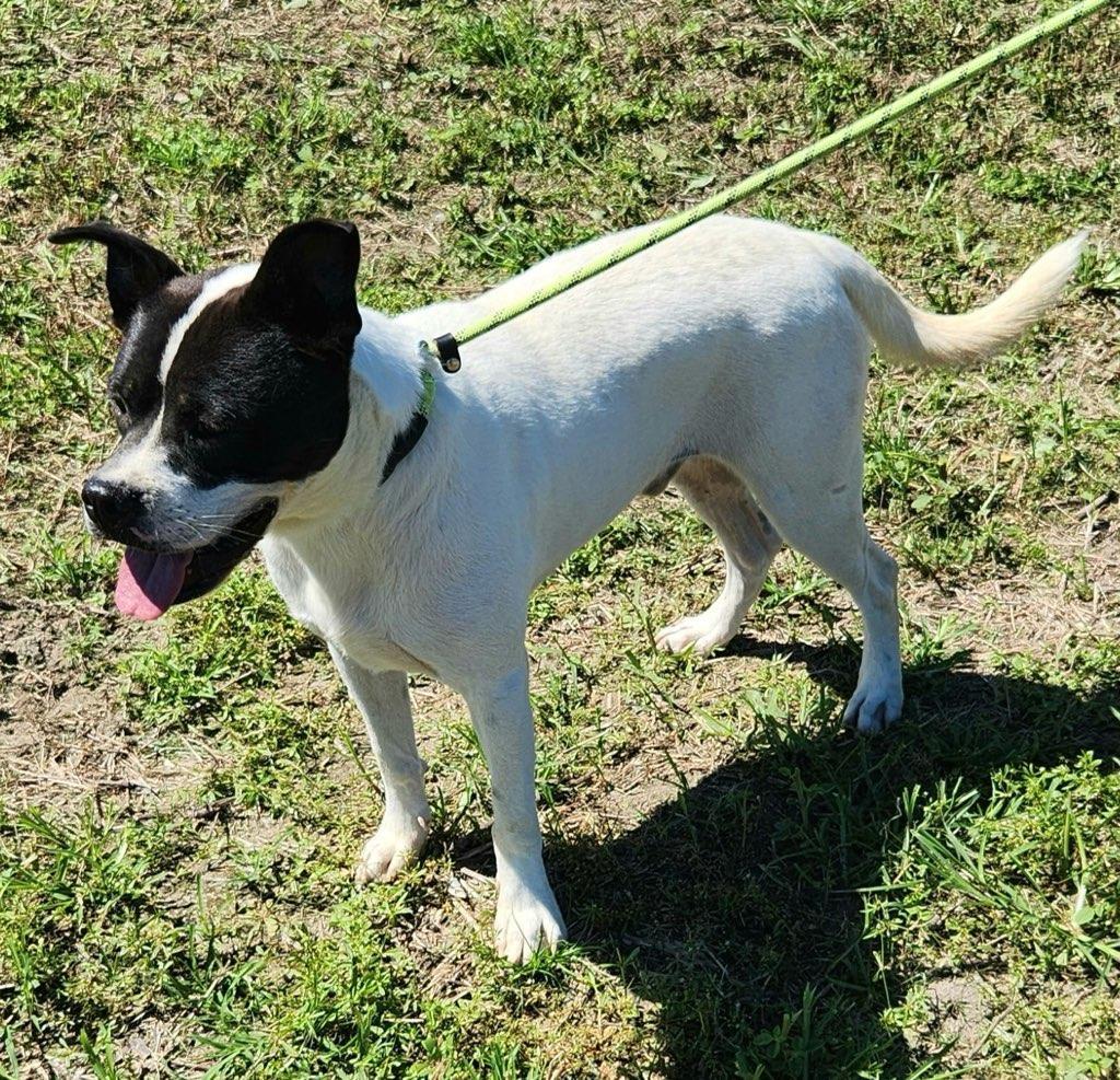Oswald (Ozzie), everyone loves this chill very affectionate boy!, Adoptable, Young Male American Bulldog & Boxer.