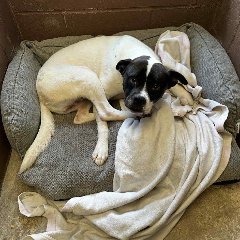 Oswald (Ozzie), everyone loves this chill very affectionate boy!, a Adoptable mixed breed in Virginia Beach, VA image 6/6