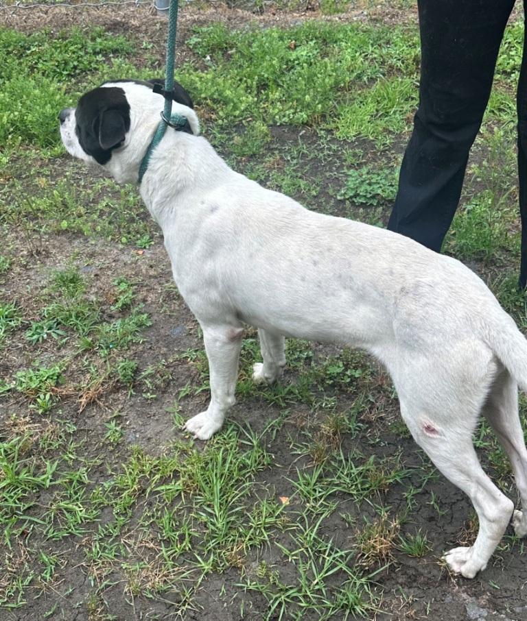 Oswald, handsome sweet bulldog boy, Needs a Family !!