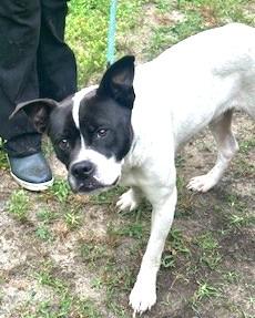 Enlarge Oswald (Ozzie), everyone loves this chill very affectionate boy!, a Adoptable mixed breed in Virginia Beach, VA image 6/6