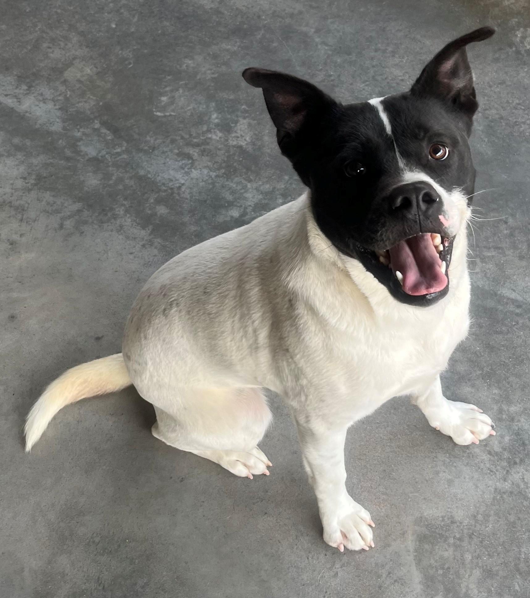 Enlarge Oswald (Ozzie), everyone loves this chill very affectionate boy!, a Adoptable mixed breed in Virginia Beach, VA image 1/6